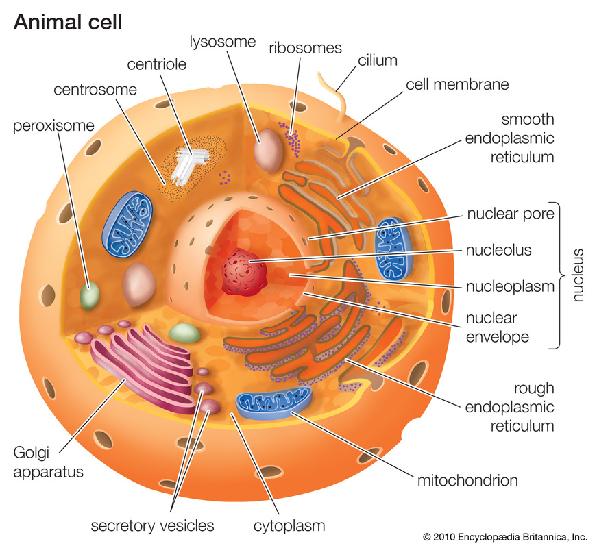 Animal and Plant Cells - Cells