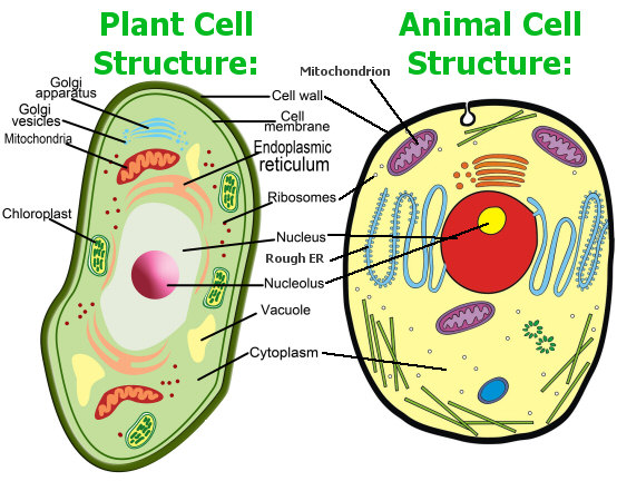 Organelle - Cells